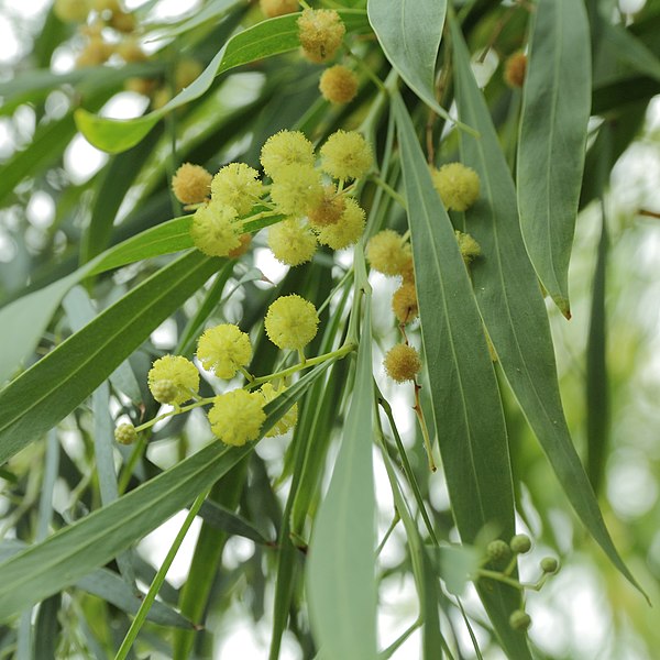 File:Acacia retinodes-IMG 4384.jpg