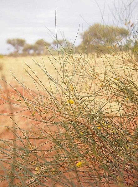 File:Acacia tenuissima foliage.jpg