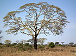 Acacia xanthophloea Fever Tree in Tanzania 2873 Nevit.jpg