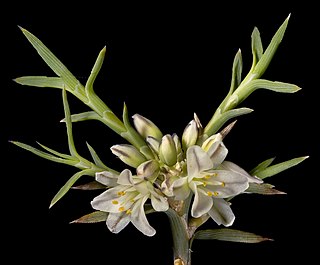 <i>Acanthocarpus canaliculatus</i> Species of flowering plant