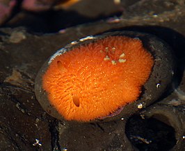 Acanthodoris lutea