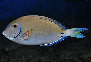 <i>Acanthurus tractus</i> Species of fish