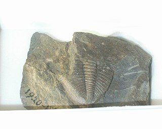 <i>Achatella</i> Extinct genus of trilobites