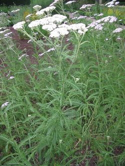 Achillea millefolium habito.jpg