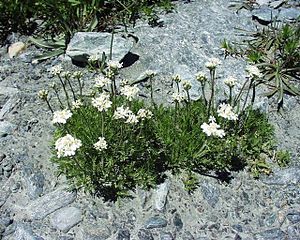 Achillea moschata07072002.JPG