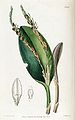 Acianthera saurocephala (as syn. Pleurothallis saurocephala) plate 1968 in: Edwards's Bot. Register (Orchidaceae), vol. 23, (1837)