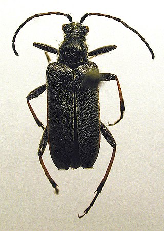 <i>Acmaeops marginata</i> Species of beetle