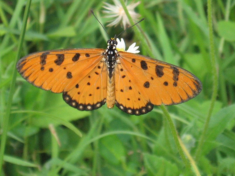 File:Acraea violae 5391535.jpg