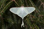 Thumbnail for File:Actias neidhoeferi (24411691682).jpg