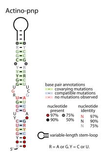 Actino-pnp-RNA.svg