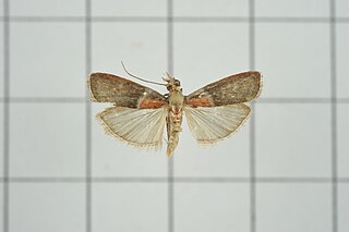 <i>Addyme inductalis</i> Species of moth