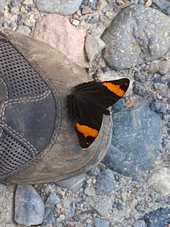 Description de l'image Adelpha boreas boreas (Nymphalidae- Limenitidinae- Limenitidini) (29683483381).jpg.