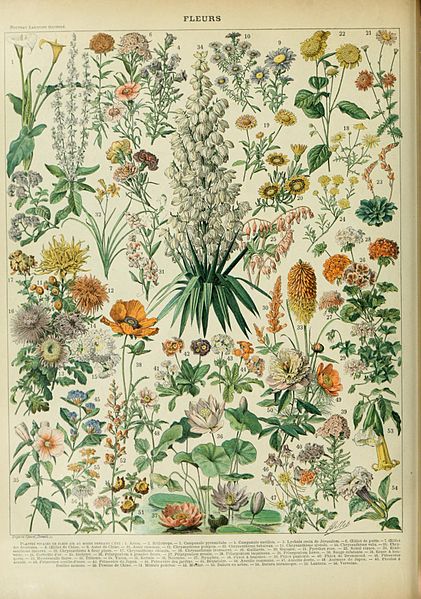 File:Adolphe Millot fleurs B.jpg