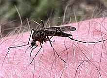 A. squamiger Aedes squamiger.jpg