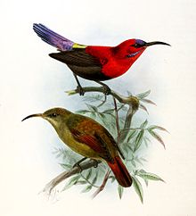 Aethopyga Magnifica Keulemans.jpg