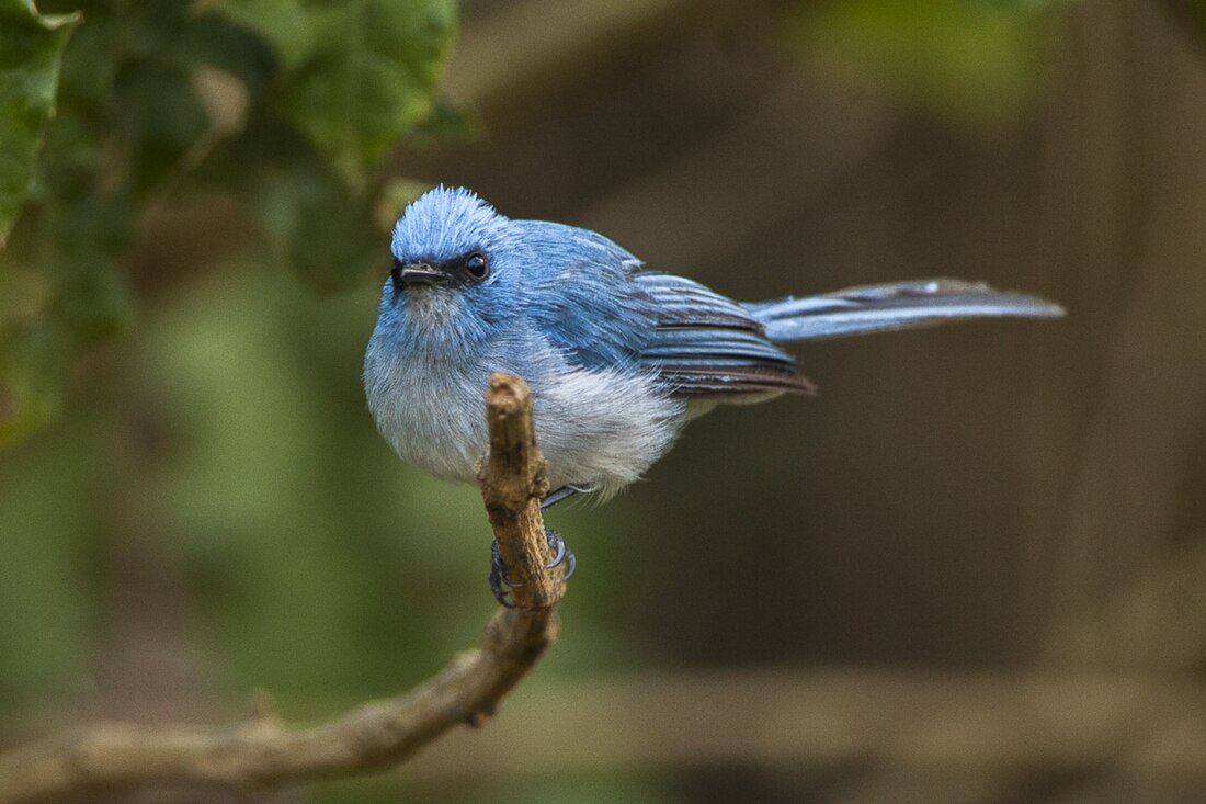 Chechele (Stenostiridae)