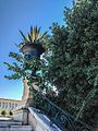 Agave plant in a beautifull flowerpot on the stairs of Zappeion Gardens.jpg