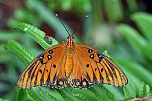 Agraulis vanillae butterfly from above.JPG
