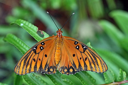 ไฟล์:Agraulis vanillae butterfly from above.JPG