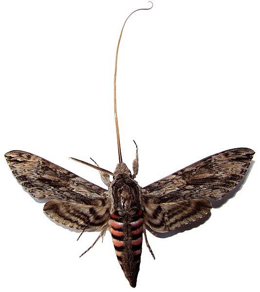 File:Agrius convolvuli with stretched proboscis.jpg