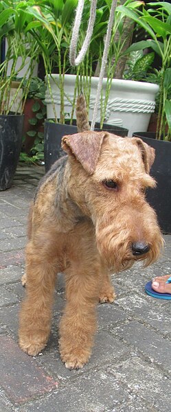 File:Airedale Terrier Champion Dog Show.jpg