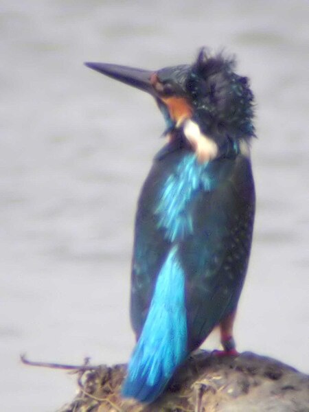 File:Alcedo atthis, Hong Kong 3.jpg