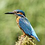 Thumbnail for Common kingfisher