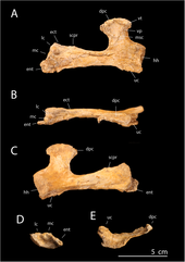 Right humerus Alcione right humerus.PNG