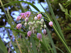 Fleurs penchées.