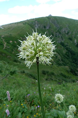 Allium victorialis (Hohneck). 
 JPG