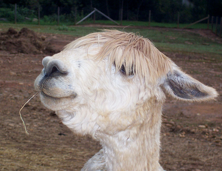 File:Alpaca head.jpg