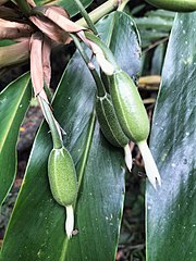 Alpinia arctiflora 171532862.jpg