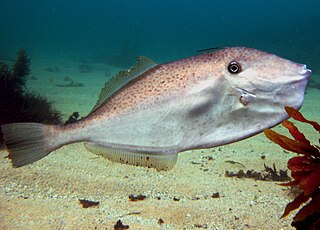 Unicorn leatherjacket Species of fish