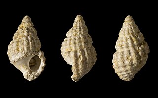 <i>Alvania oceani</i> Species of gastropod