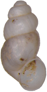 <i>Alzoniella slovenica</i> Species of gastropod