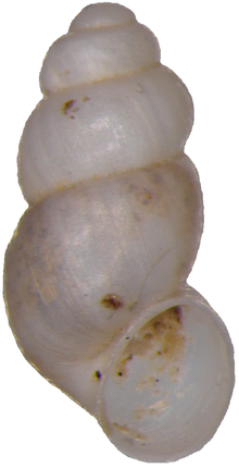 Alzoniella slovenica shell.png