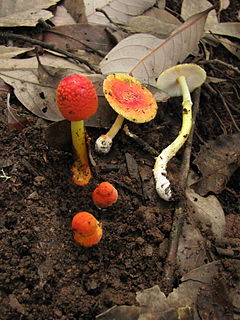<i>Amanita rubrovolvata</i> Species of fungus