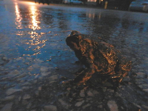 American Toad (Anaxyrus americanus)