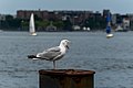 Image 178American herring gull (Larus smithsonianus) on a pier bollard, Seaport District, Boston, Massachusetts, US