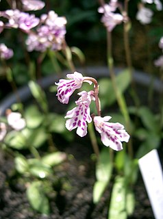 <i>Ponerorchis lepida</i> Species of orchid