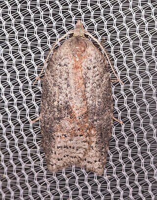 <i>Amorbia</i> Genus of tortrix moths