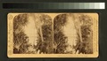 And the Palm Tree Nodded to the Mirror in the Jungle." (NYPL b11707405-G90F129 027F).tiff