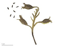 Anigozanthos flavidus, fruits and seeds, dried specimen