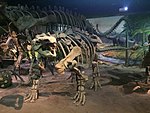 An Ankylosaurus cast in the dinosaur hall.
