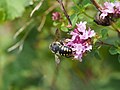 Miniatura para Anthidium septemspinosum