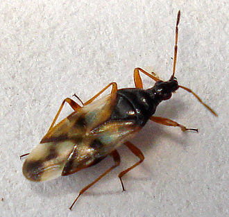 Anthocoris nemorum Anthocoris nemorum1.jpg