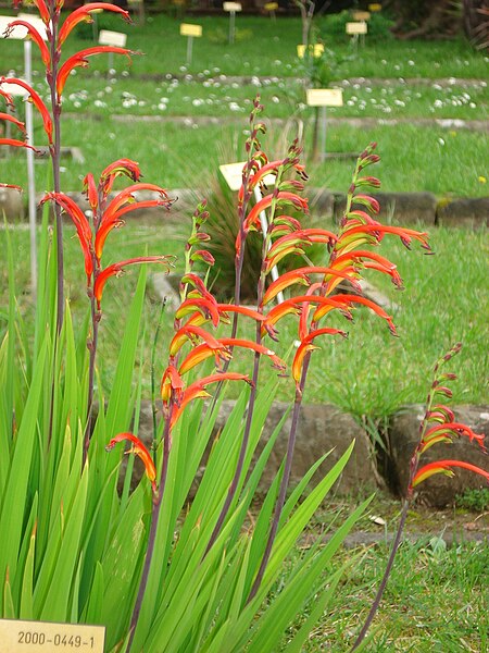 File:Antholyza aethiopica - flower - Pisa.JPG