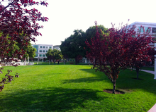 Inside Apple Campus, from outside Caffe Macs, looking toward IL6 Apple Campus.png