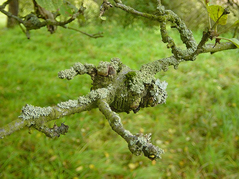 File:Apple tree with canker.jpg