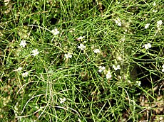 Arabidopsis arenosa ssp.arenosa.jpg
